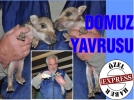 Domuz yavrusu