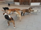 Sokak kpekleri ksrlatrlyor