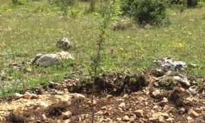 Sebende badem fidanlar byyor