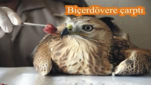 Kzl ahin tedavi altnda