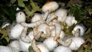 pein sanata dn hikayesi hayat buluyor