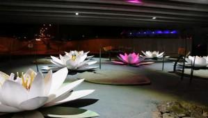 Paaky'de nilferler at