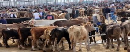 Hayvan pazar doldu tat