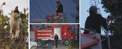 Mengen'de aaca kan kediyi itfaiyeciler kurtard