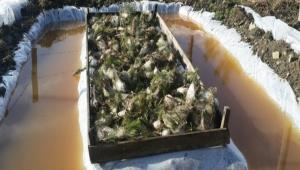 Mudurnu bceklerle mcadele ediyor