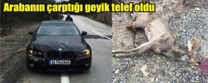Yola kan geyik telef oldu
