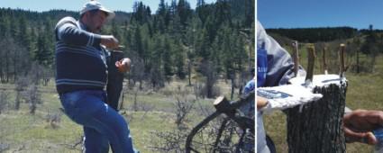 Seben'de Ahlat aalar alanyor