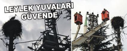 Elektrik direklerindeki leylek yuvalar gvende
