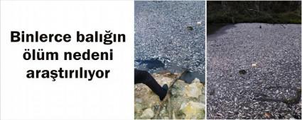 Balklar kaak avclar m ldrd?