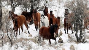 Osmanl saraylarnn gzde atlar kla mcadele ediyor