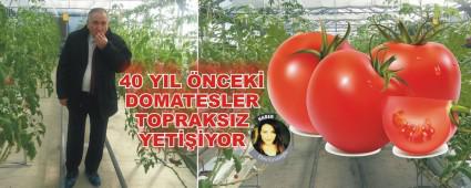 40 YIL NCEK DOMATESLER TOPRAKSIZ YETYOR