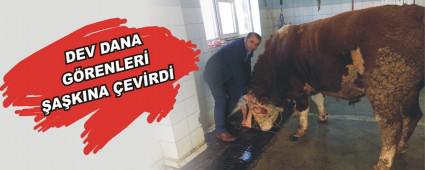 DEV DANA GRENLER AKINA EVRD