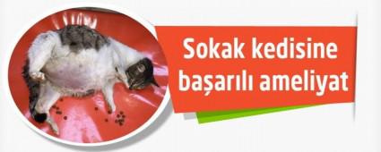 Sokak kedisine baarl ameliyat