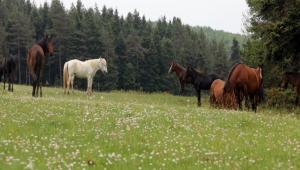 Ylk atlar grup halinde grnd