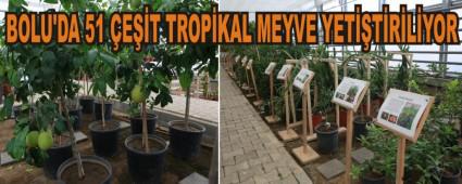 BOLU'DA 51 ET TROPKAL MEYVE YETTRLYOR