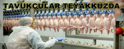 TAVUKULAR TEYAKKUZDA