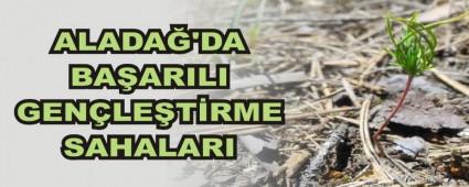 ALADA'DA BAARILI GENLETRME SAHALARI