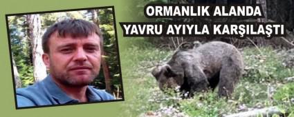 ORMANLIK ALANDA YAVRU AYIYLA KARILATI