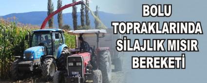 BOLU TOPRAKLARINDA SLAJLIK MISIR BEREKET