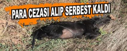 PARA CEZASI ALIP SERBEST KALDI