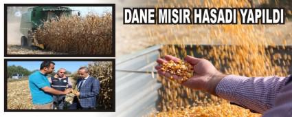 DANE MISIR HASADI YAPILDI