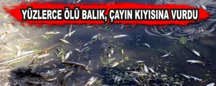 YZLERCE L BALIK, AYIN KIYISINA VURDU