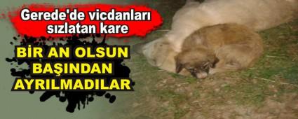 Gerede'de vicdanlar szlatan kare