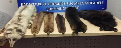 HAYVAN DMANLARINA OPERASYON