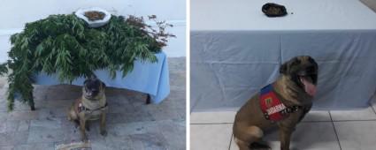 JANDARMA GZ ATIRMIYOR