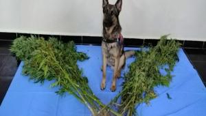 EVN BAHESNDEN UYUTURUCU IKTI