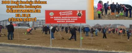 300 Da fnd fidan toprakla bulutu