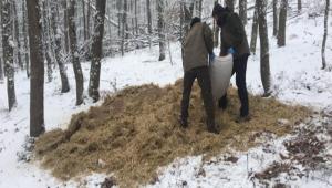 YABAN HAYVANLARI HMAL EDLMED