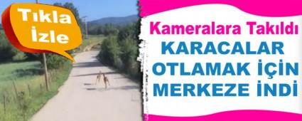 KARACALAR OTLAMAK N MERKEZE ND