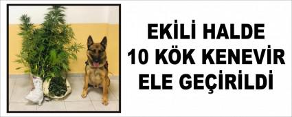 EKL HALDE 10 KK KENEVR ELE GERLD