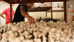 KLTR MANTARININ KNC HASADI BALADI       