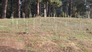 GEREDE\'NN GZ BEBE AALANDIRILDI