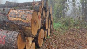 REKOR FYATA ALICI BULDU