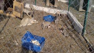 CAN DOSTLARDAN HAYVANSEVERLERE MESAJ VAR