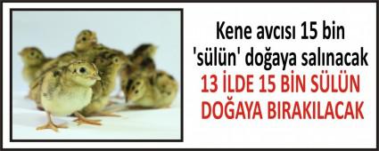 Kene avcs 15 bin sln\' doaya salnacak