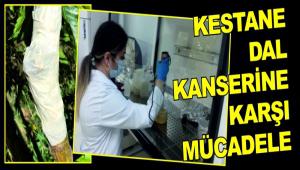 KESTANE DAL KANSERNE KARI MCADELE