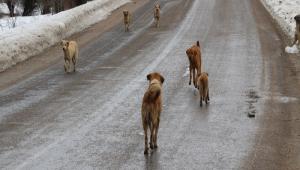 SOKAA ATILAN CAN DOSTLARA GEREDE BELEDYES SAHP IKTI      