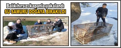 Balk hrsz kapanla yakaland