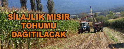 SLAJLIK MISIR TOHUMU DAITILACAK