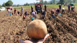 BOLU PATATESNDE HASAT DEVAM EDYOR