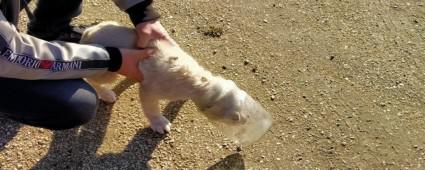 KAFASINI CAM KAVANOZA SOKTU, TFAYE EKPLER KURTARDI