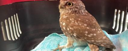 YOLUNU AIRAN BAYKU BACADAN EVE GRD