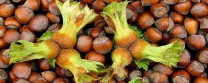 BOLU\'DA 66 BN TON FINDIK LEM GRD