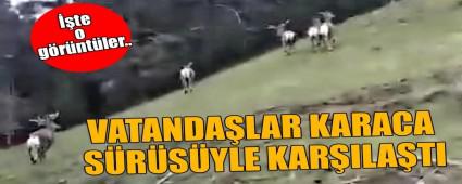 VATANDALAR KARACA SRSYLE KARILATI