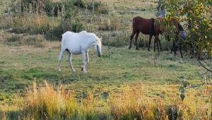 BOLU,YILKI ATLARINA YUVA OLUYOR