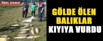 GLDE LEN BALIKLAR KIYIYA VURDU